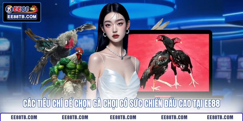 Các tiêu chí để chọn gà chọi có sức chiến đấu cao tại EE88