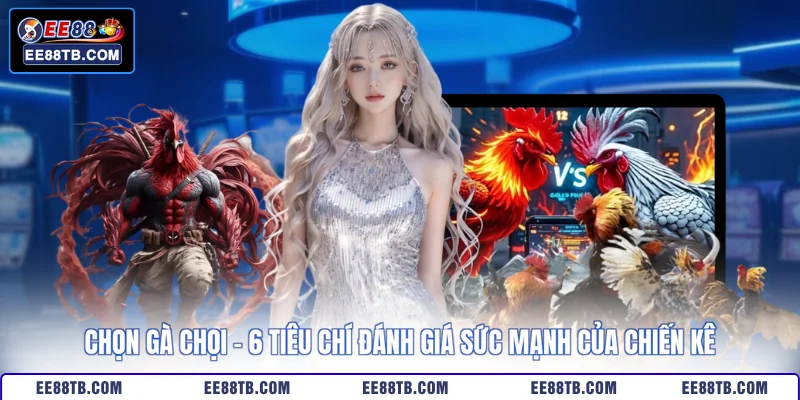 Chọn Gà Chọi - 6 Tiêu Chí Đánh Giá Sức Mạnh Của Chiến Kê
