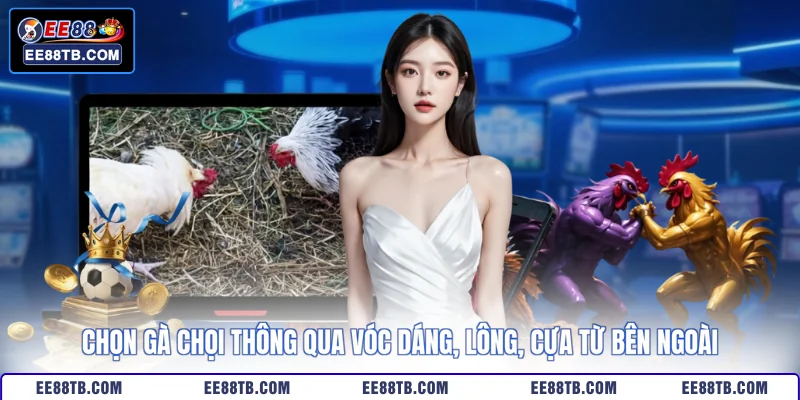 Chọn gà chọi thông qua vóc dáng, lông, cựa từ bên ngoài