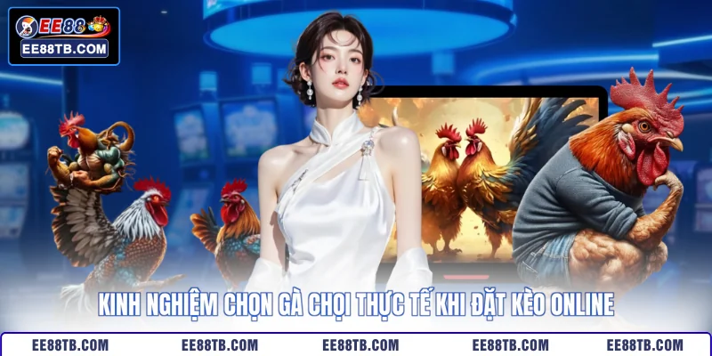 Kinh nghiệm chọn gà chọi thực tế khi đặt kèo online